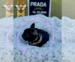 Small #2 French Bulldog