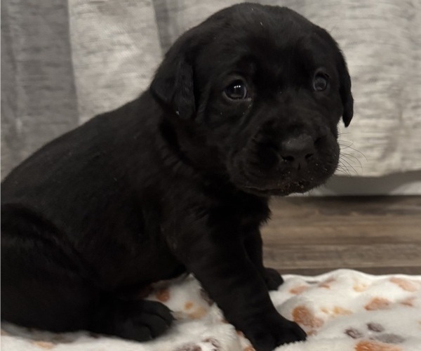 Medium Photo #5 Labrador Retriever Puppy For Sale in BILLINGS, MT, USA