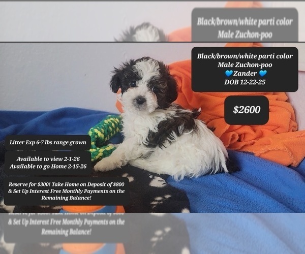 Medium Photo #2 Zuchon Puppy For Sale in TUCSON, AZ, USA