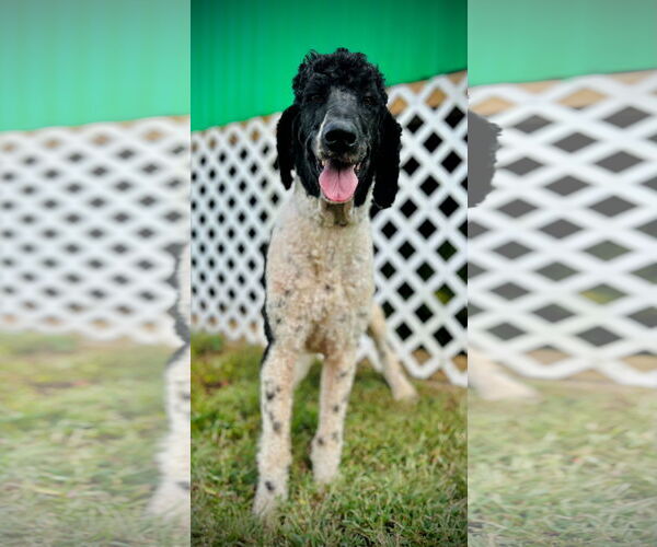 Medium Photo #3 Poodle (Standard) Puppy For Sale in Pacolet, SC, USA
