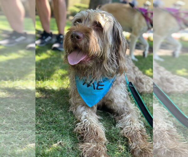 Medium Photo #3 Wirehaired lab Puppy For Sale in Newport Beach, CA, USA