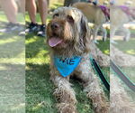 Small #2 Wirehaired lab