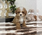 Small #5 Cavapoo (Miniature)