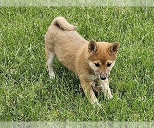 Shiba Inu Puppy for sale in CLARK, MO, USA