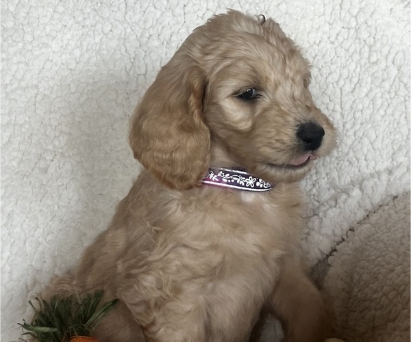 Medium Photo #3 Goldendoodle Puppy For Sale in PEYTON, CO, USA
