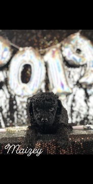 Medium Photo #9 Goldendoodle Puppy For Sale in ANDERSON, CA, USA