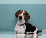 Small Treeing Walker Coonhound