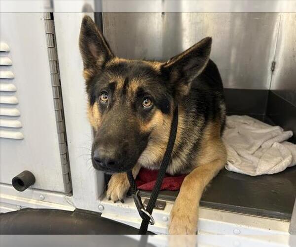 Medium Photo #1 German Shepherd Dog Puppy For Sale in Martinez, CA, USA