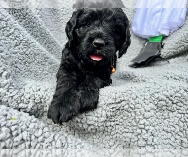 Medium Photo #3 Miniature Bernedoodle Puppy For Sale in MANTENO, IL, USA