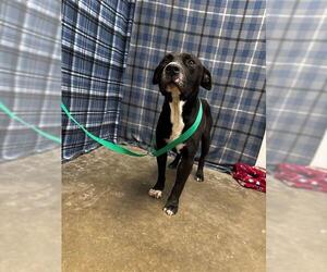 American Staffordshire Terrier Dogs for adoption in Rosenberg, TX, USA