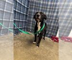 Small American Staffordshire Terrier
