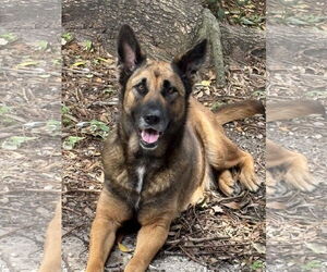 German Shepherd Dog Dogs for adoption in Sanford, FL, USA