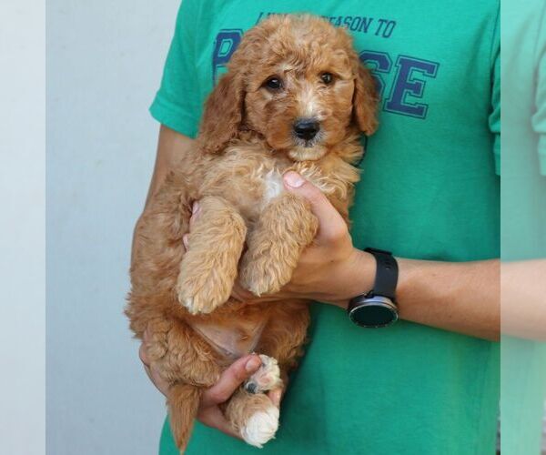 Medium Photo #4 Goldendoodle (Miniature) Puppy For Sale in LEOLA, PA, USA
