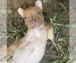 Small #2 Mutt