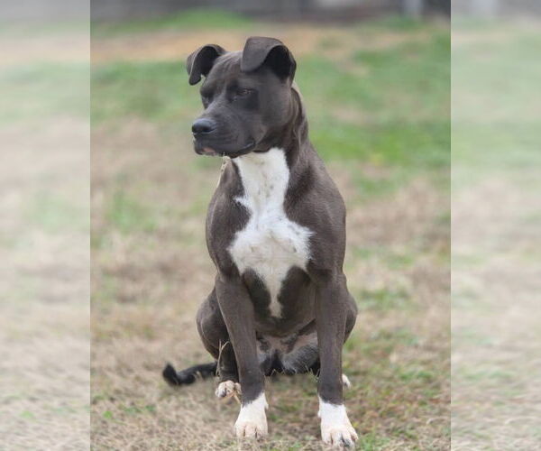 Medium Photo #4 Boxer-Unknown Mix Puppy For Sale in Anniston, AL, USA