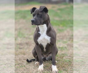 Indie - Female Boxer-Unknown Mix Dog for Adoption - Photo #2