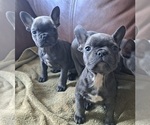 Small Photo #11 French Bulldog Puppy For Sale in GUILFORD, ME, USA