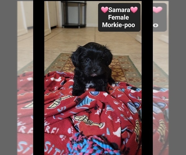 Medium Photo #3 Morkie Poo (Toy) Puppy For Sale in TUCSON, AZ, USA