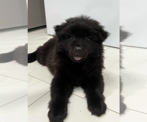 Chow Chow Puppy for sale in HIGHLAND, CA, USA