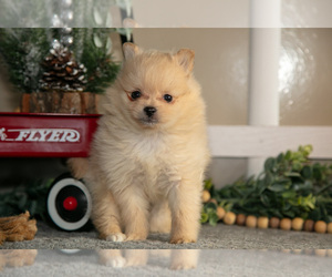 Pomeranian Litter for sale in NAPPANEE, IN, USA