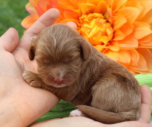 Medium Cavapoo