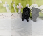 Small Photo #19 Bernedoodle (Miniature) Puppy For Sale in BLACK FOREST, CO, USA