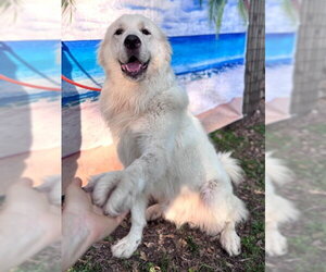 Finn - Male Great Pyrenees Dog for Adoption - Photo #3