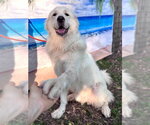 Small #2 Great Pyrenees