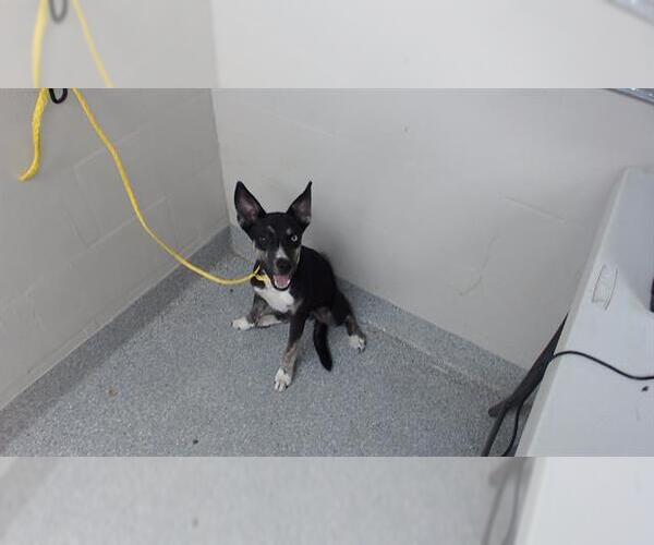 Medium Photo #1 Siberian Husky-Unknown Mix Puppy For Sale in Pasadena, TX, USA