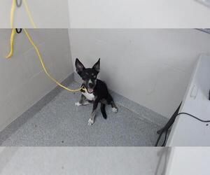Siberian Husky-Unknown Mix Dogs for adoption in Pasadena, TX, USA
