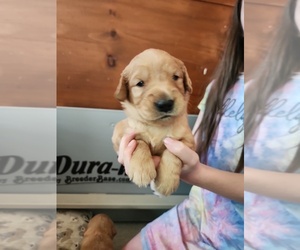 Golden Retriever Puppy for Sale in RINDGE, New Hampshire USA