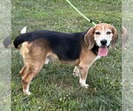 Small #2 Bagle Hound