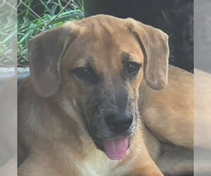 Mutt Dogs for adoption in Canton, CT, USA