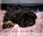 Small #3 Brussels Griffon