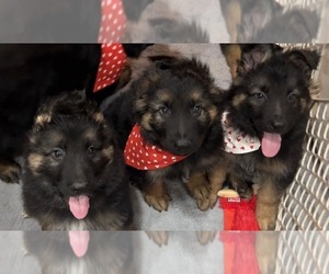 German Shepherd Dog Puppy for sale in FORT WAYNE, IN, USA