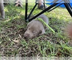 Small Photo #7 Labrador Retriever Puppy For Sale in WARNER ROBINS, GA, USA