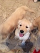 Small Photo #24 Golden Retriever Puppy For Sale in ARLINGTON, WA, USA