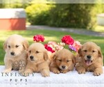 Small #1 Golden Retriever