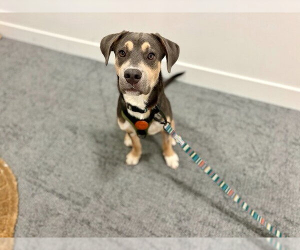 Medium Photo #3 Labrador Retriever-Unknown Mix Puppy For Sale in Salt Lake City, UT, USA