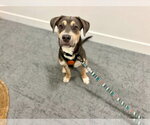 Small #2 Labrador Retriever Mix