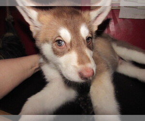 Wolf Hybrid Puppy for Sale in BECKLEY, West Virginia USA