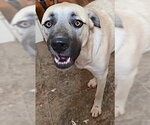 Small Photo #2 Anatolian Pyrenees Puppy For Sale in Mount Airy, NC, USA