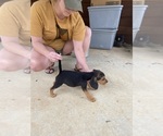 Puppy Puppy 4 Beagle