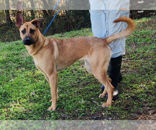 Medium Photo #2 Black Mouth Cur-Unknown Mix Puppy For Sale in Wetumpka, AL, USA