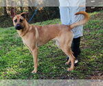 Small #1 Black Mouth Cur Mix