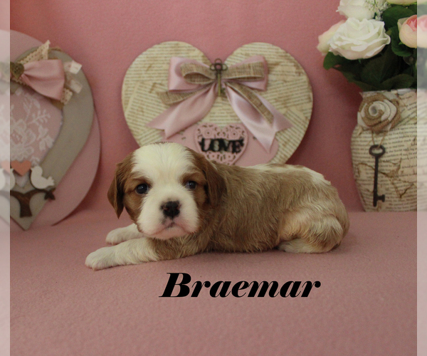 Medium Photo #10 Cavalier King Charles Spaniel Puppy For Sale in CHANUTE, KS, USA