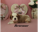Small #9 Cavalier King Charles Spaniel