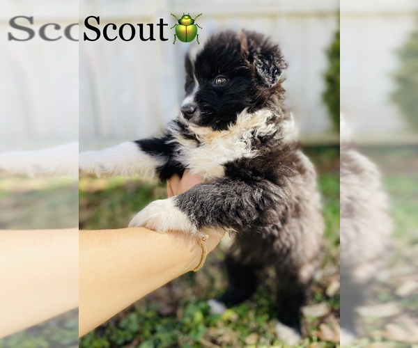 Medium Photo #5 Australian Shepherd Puppy For Sale in COOKEVILLE, TN, USA