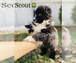 Small Photo #5 Australian Shepherd Puppy For Sale in COOKEVILLE, TN, USA