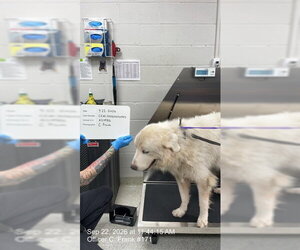 Great Pyrenees Dogs for adoption in Naples, FL, USA